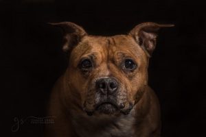 Stafford Bull terrier Photoshoot