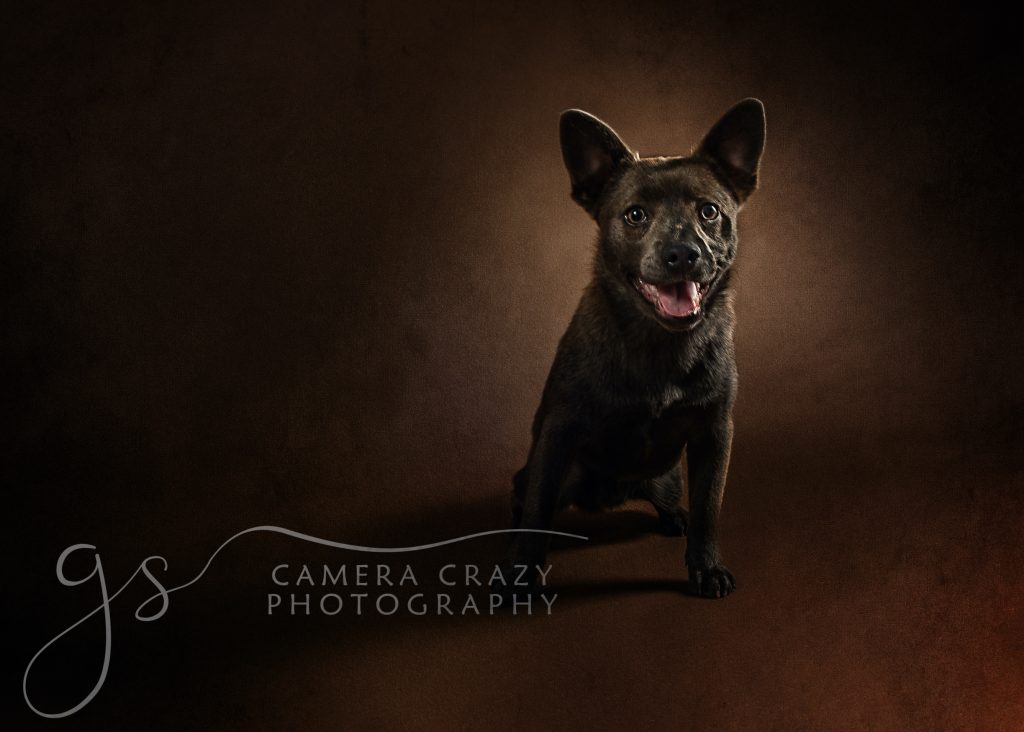 Dog Photography - Camera Crazy